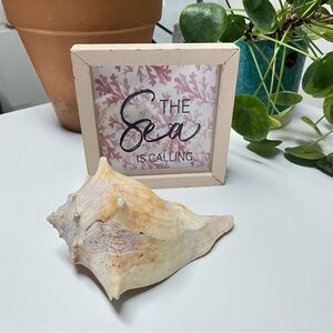 Beach theme Home Decor Conch Shell From North Carolina